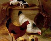 埃德加 亨特 : Pigeons And Chickens